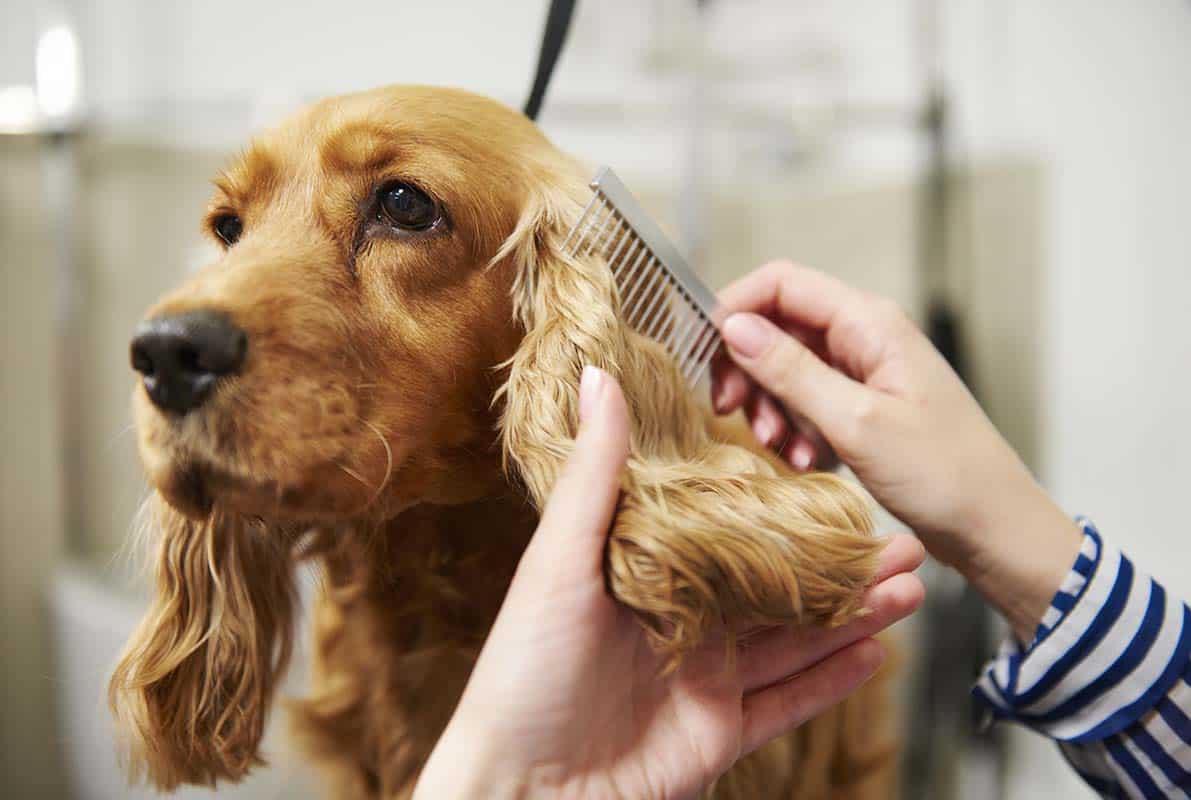 a woman grooming her dog