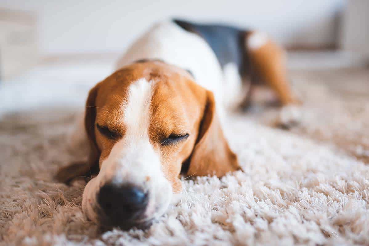 dog sleeping on a freshly cleaned carpet